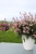 graceful-light-pink_gaura-lindheimeri_71335_4