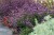 lollipop_verbena-bonariensis_71457_1