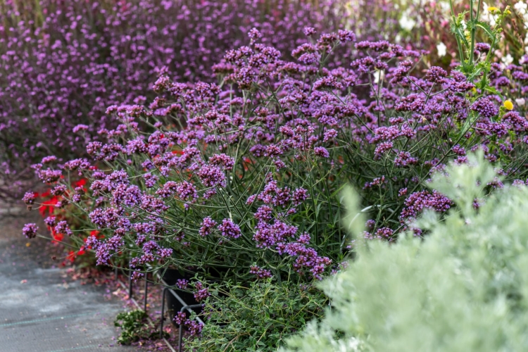 lollipop_verbena-bonariensis_71457_1