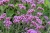 lollipop_verbena-bonariensis_71457_2