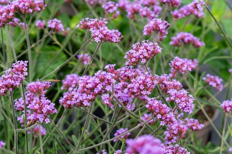 lollipop_verbena-bonariensis_71457_2