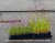 lollipop_verbena-bonariensis_71457_4