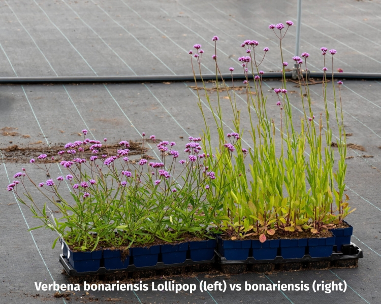 lollipop_verbena-bonariensis_71457_4