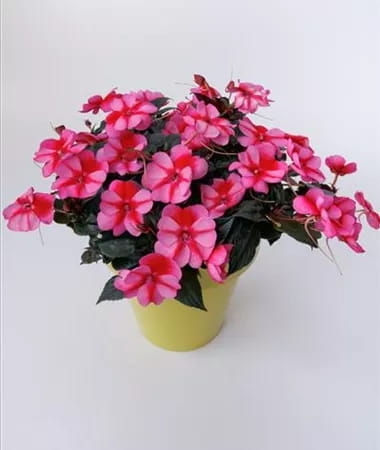 IMP_SunPatiens-Compact_Red-Candy_450031_84-URC_SunPatiens-Compact-red-Candy-3-r1-380×450-proportionalsmallest