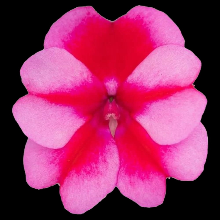Impatiens_New_Guinea-SunPatiens®_Compact_Red_Candy_42835_C_1
