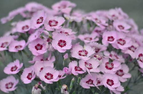 Dianthus+Scent+from+Heaven+Angel+of+Peace-landscape-stock+photo
