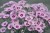 Dianthus+Scent+from+Heaven+Angel+of+Peace-landscape-stock+photo