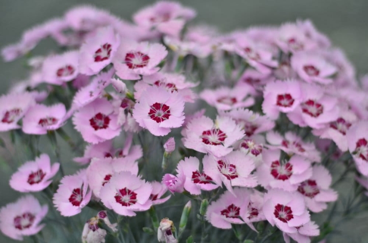 Dianthus+Scent+from+Heaven+Angel+of+Peace-landscape-stock+photo