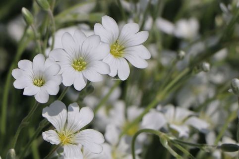 cerastium-tomentosum-silberteppich
