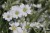 cerastium-tomentosum-silberteppich