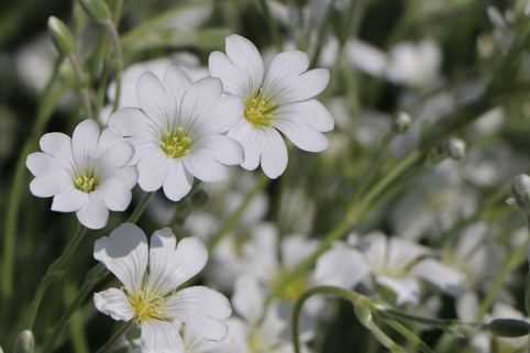 cerastium-tomentosum-silberteppich
