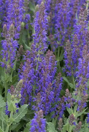Salvia_nemorosa_AprilNight