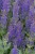 Salvia_nemorosa_AprilNight