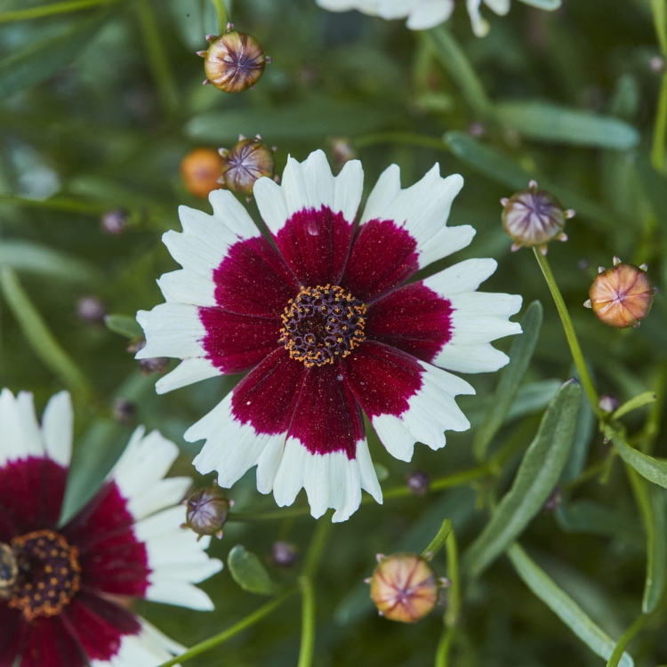 Coreopsis-verticillata-Chorasan-Burgundy-and-White-