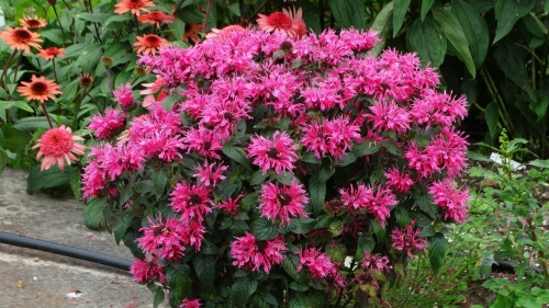 cranberry-lace_monarda-didyma_79239_1