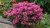 cranberry-lace_monarda-didyma_79239_1