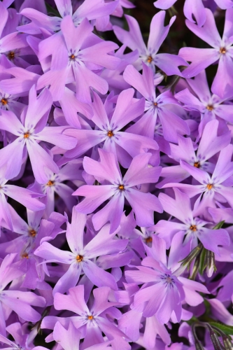 bedazzled-pink_phlox-hybrida_76396_1