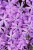 bedazzled-pink_phlox-hybrida_76396_1