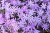 bedazzled-lavender_phlox-hybrida_76397_1