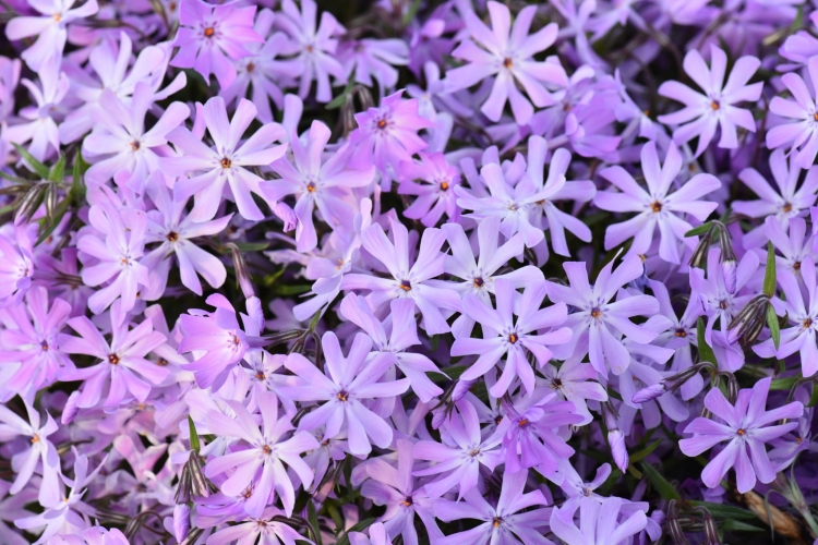 bedazzled-lavender_phlox-hybrida_76397_1