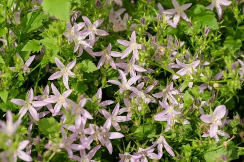 lisduggan-variety_campanula-poscharskyana_72214_1