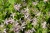 lisduggan-variety_campanula-poscharskyana_72214_1