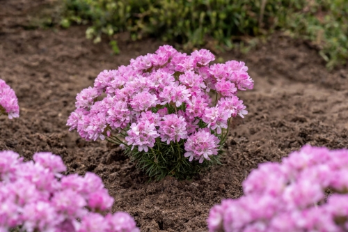 new-zealand-form_armeria-juniperifolia_79809_2
