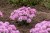 new-zealand-form_armeria-juniperifolia_79809_2