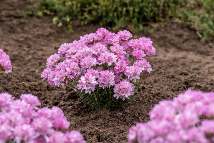 new-zealand-form_armeria-juniperifolia_79809_2