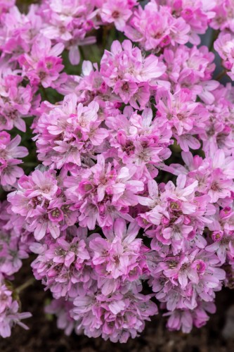 new-zealand-form_armeria-juniperifolia_79809_3