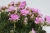 new-zealand-form_armeria-juniperifolia_79809_6