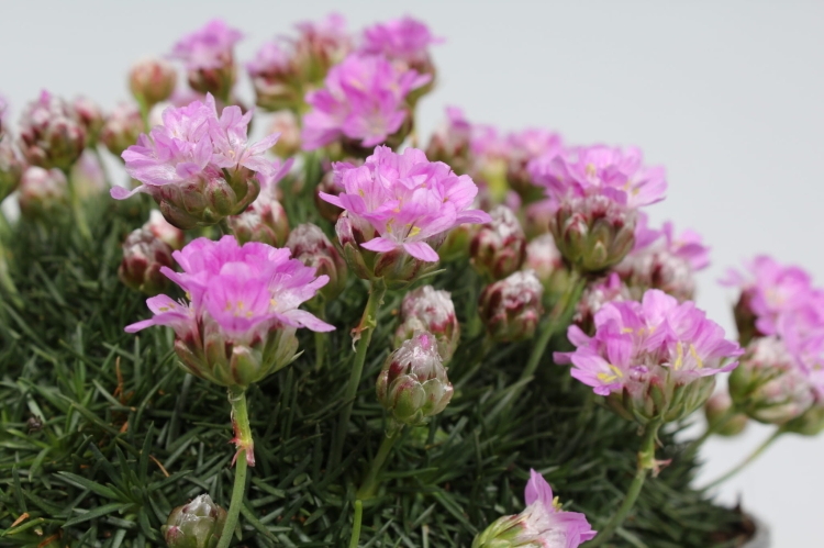 new-zealand-form_armeria-juniperifolia_79809_6
