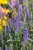 first-glory_veronica-longifolia_71564_2