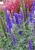 first-glory_veronica-longifolia_71564_1