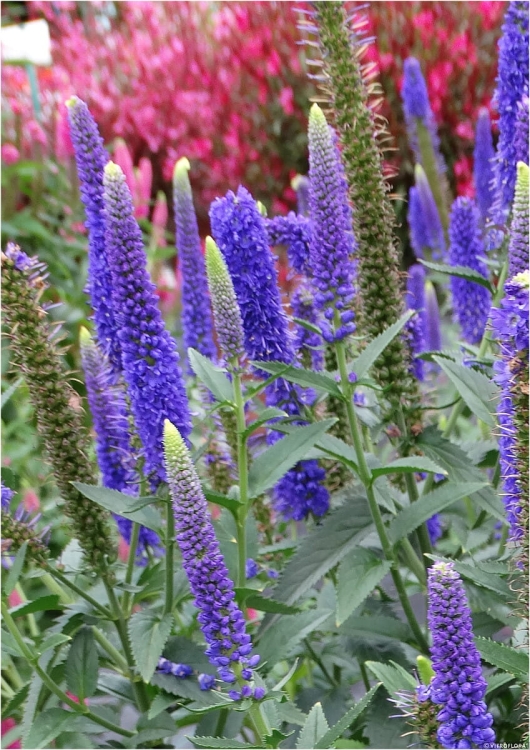 first-glory_veronica-longifolia_71564_1