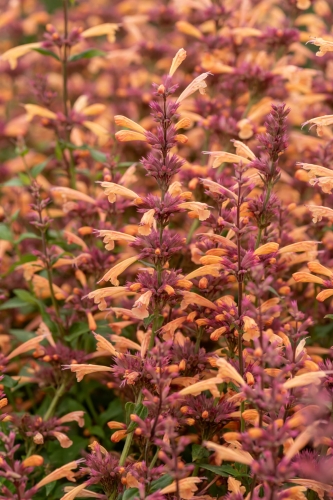 mango-tango_agastache-hybrida_74411_3