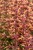 mango-tango_agastache-hybrida_74411_3