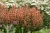 mango-tango_agastache-hybrida_74411_2