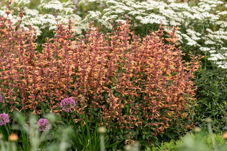 mango-tango_agastache-hybrida_74411_2