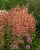 mango-tango_agastache-hybrida_74411_1