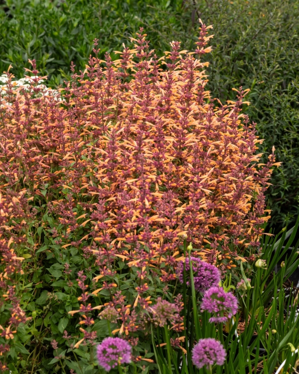 mango-tango_agastache-hybrida_74411_1