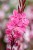 graceful-pink_gaura-lindheimeri_71397_2