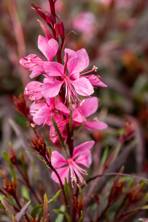 graceful-pink_gaura-lindheimeri_71397_1