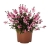 graceful-pink_gaura-lindheimeri_71397_3