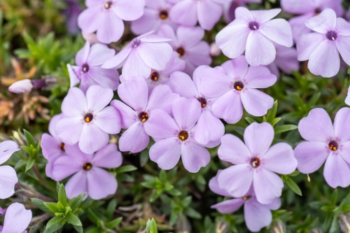 lilac-cloud_phlox-douglasii_76382_1