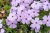 lilac-cloud_phlox-douglasii_76382_1
