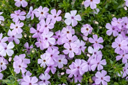 lilac-cloud_phlox-douglasii_76382_3