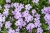 lilac-cloud_phlox-douglasii_76382_3
