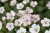 album_erodium-reichardii_76802_1