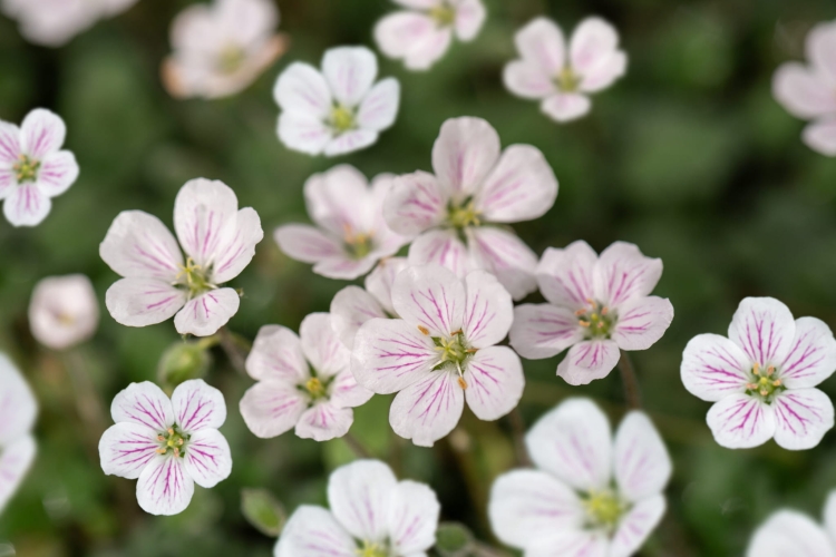album_erodium-reichardii_76802_1